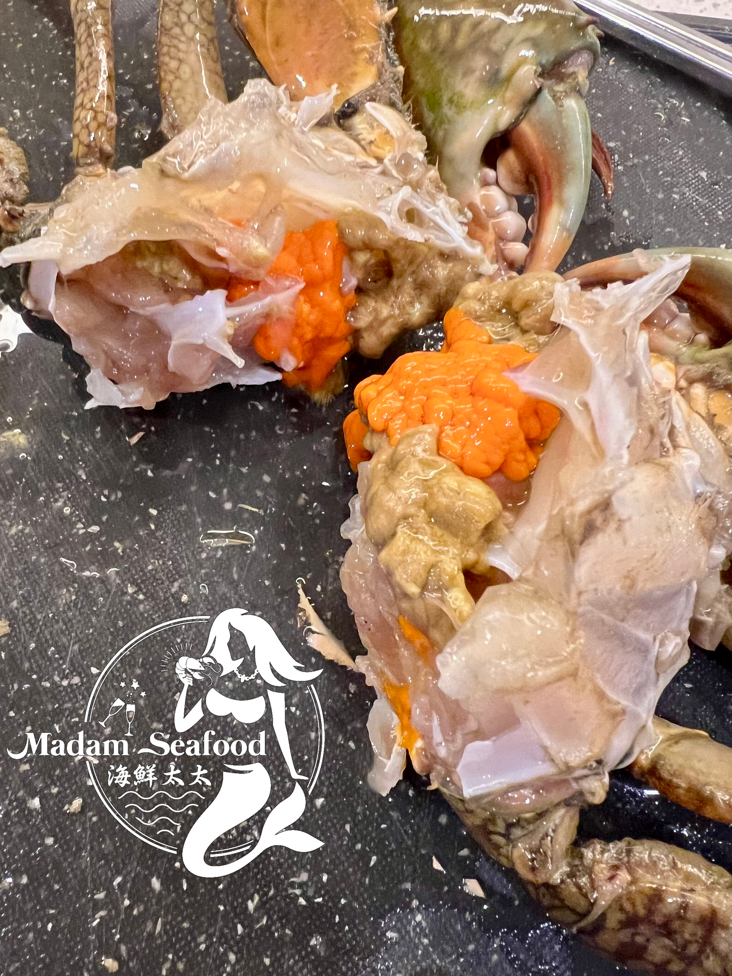 Live Female Mud Crab