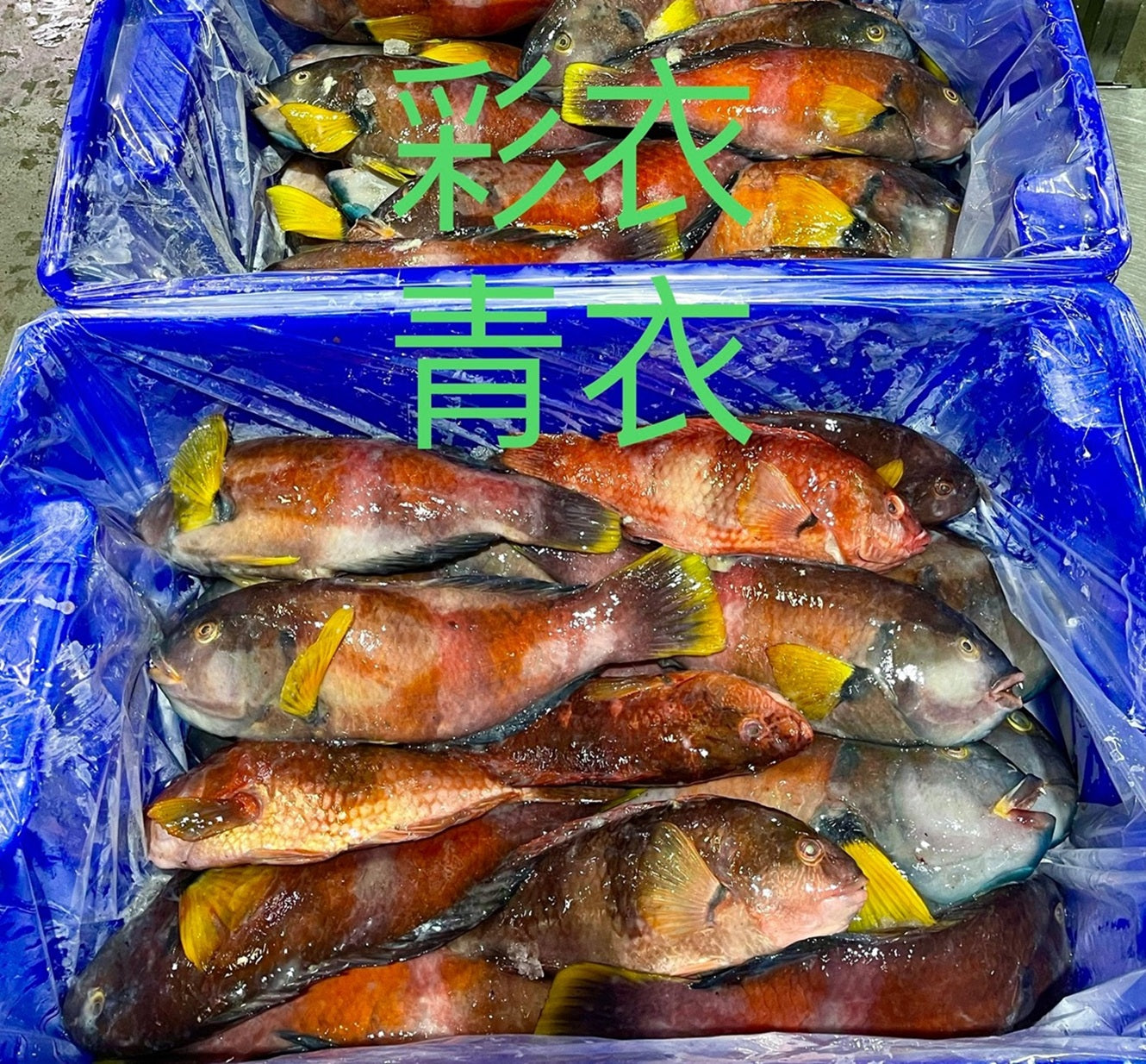 Live Wrasse