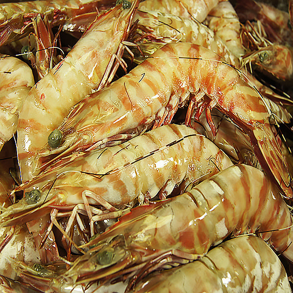 Queensland Wild Tiger Prawns (Extra Large U10) (Raw) (Frozen)