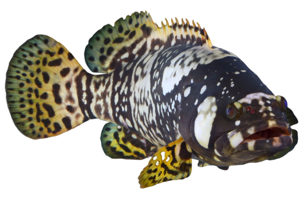 Live Queensland Grouper
