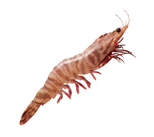 Australian Wild Caught Tiger Prawn (Large) (Raw) (Frozen)