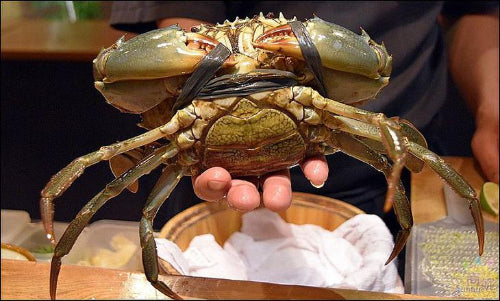 Live Female Mud Crab