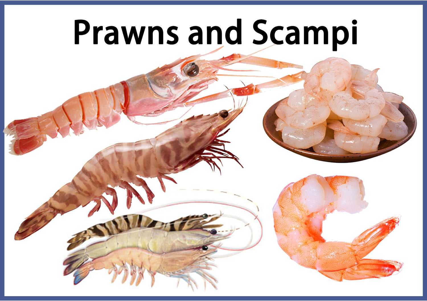 Prawns and Scampi