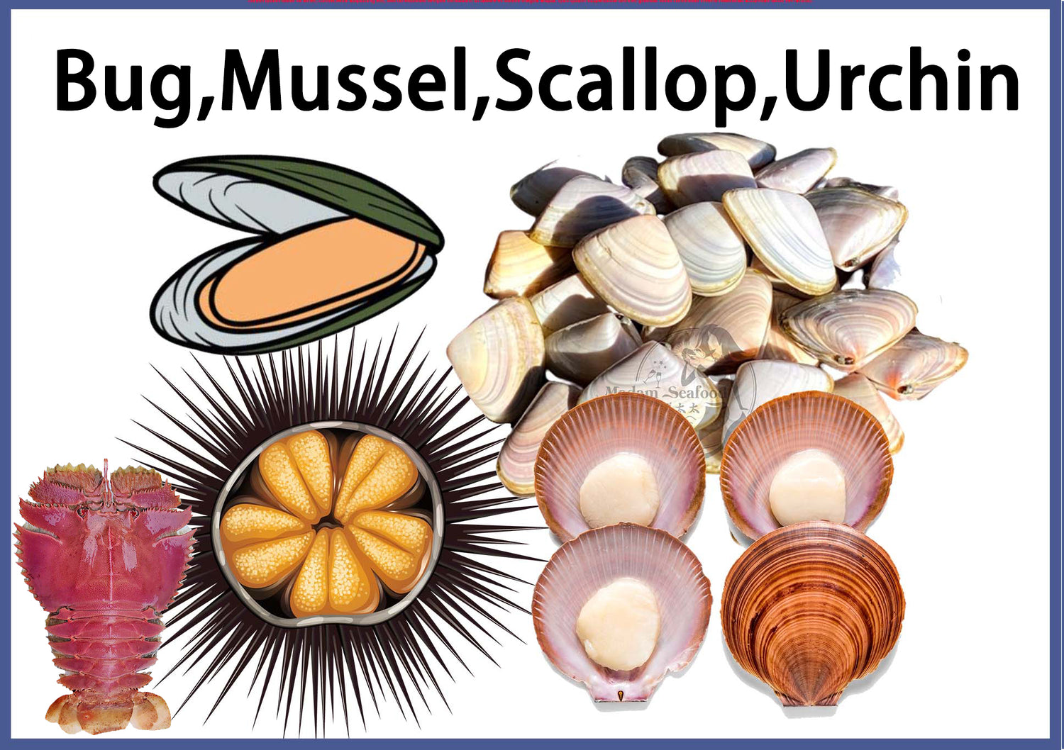 Bug, Mussel, Scallop, Urchin