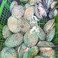 Live Tiger Abalone