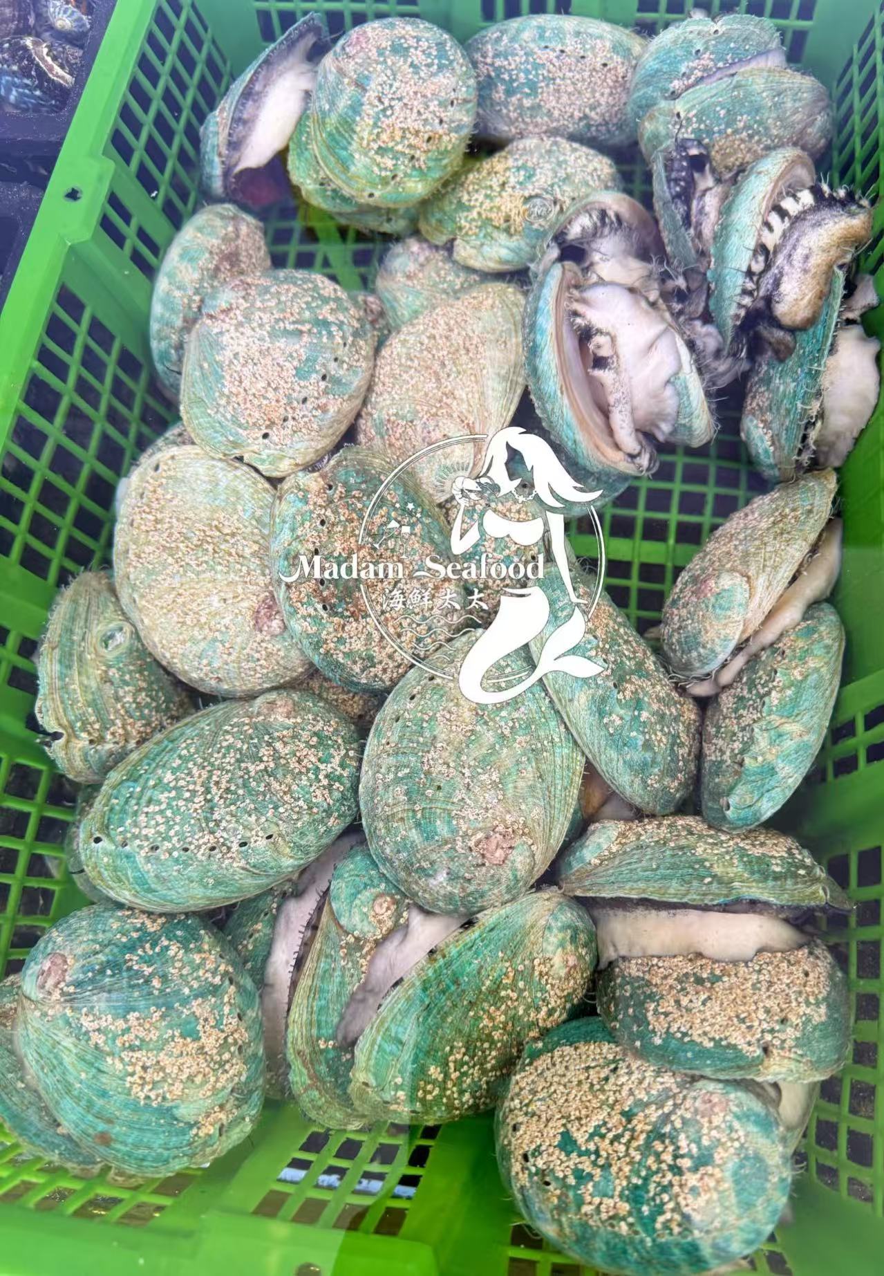 Live Tiger Abalone