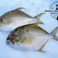 Golden Pomfret – Whole (Frozen)