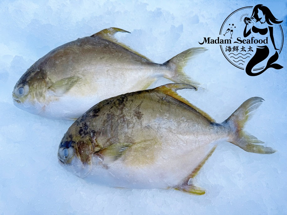 Golden Pomfret – Whole (Frozen)