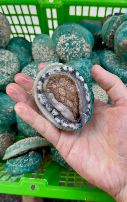 【Special】Live Tiger Abalone