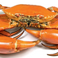 Cooked Mud Crab (Frozen)