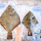 Fresh New Zealand Flounder (Jumbo)