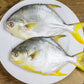 Golden Pomfret – Whole (Frozen)