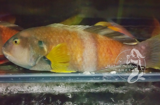 Australian Blue Throat Wrasse