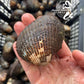 Live Blood Cockles