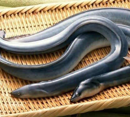 Live Tasmanian Eel