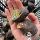 Live Blood Cockles