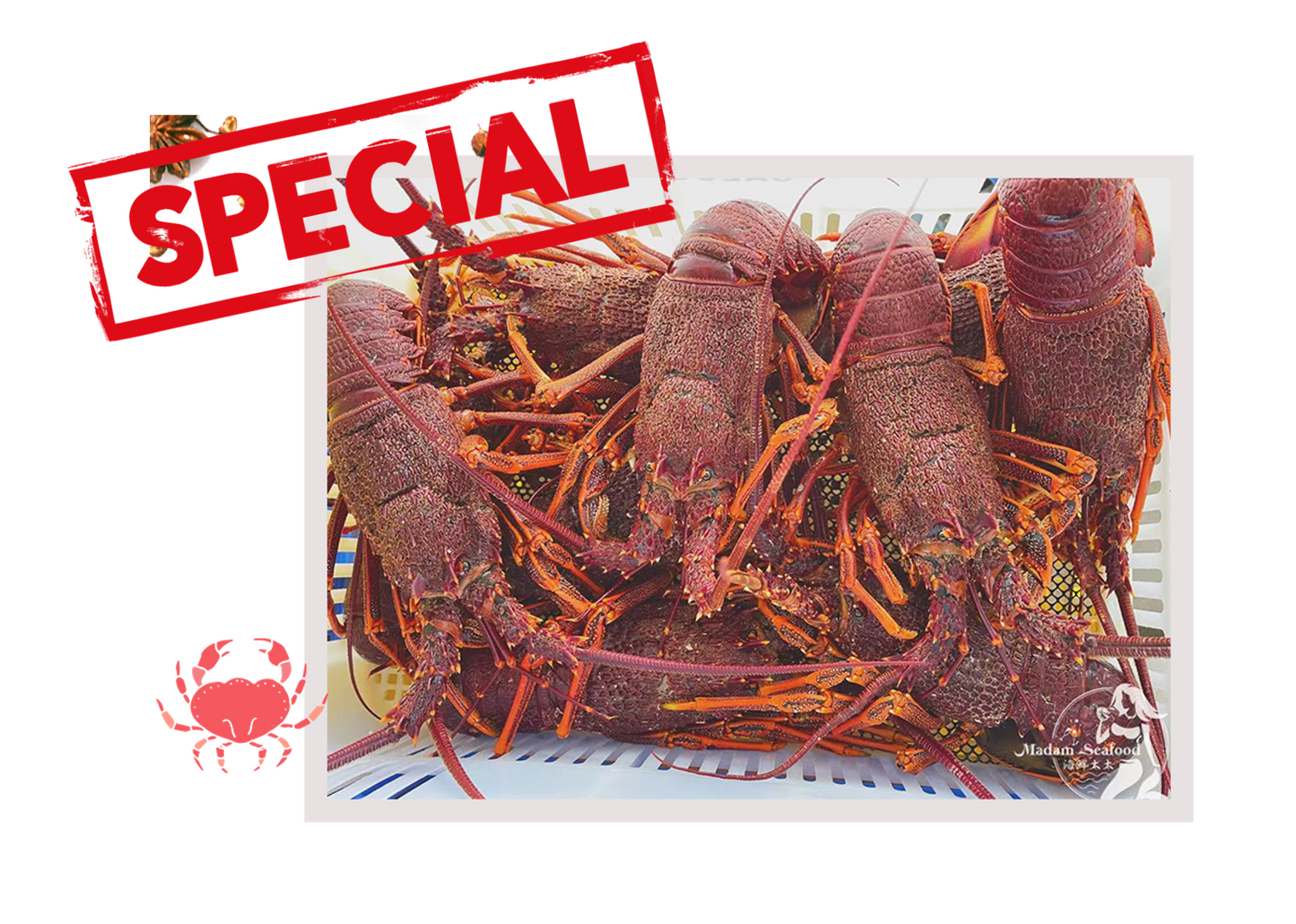 Live Southern Rock Lobster (700g-800g)【MEGA SALE】