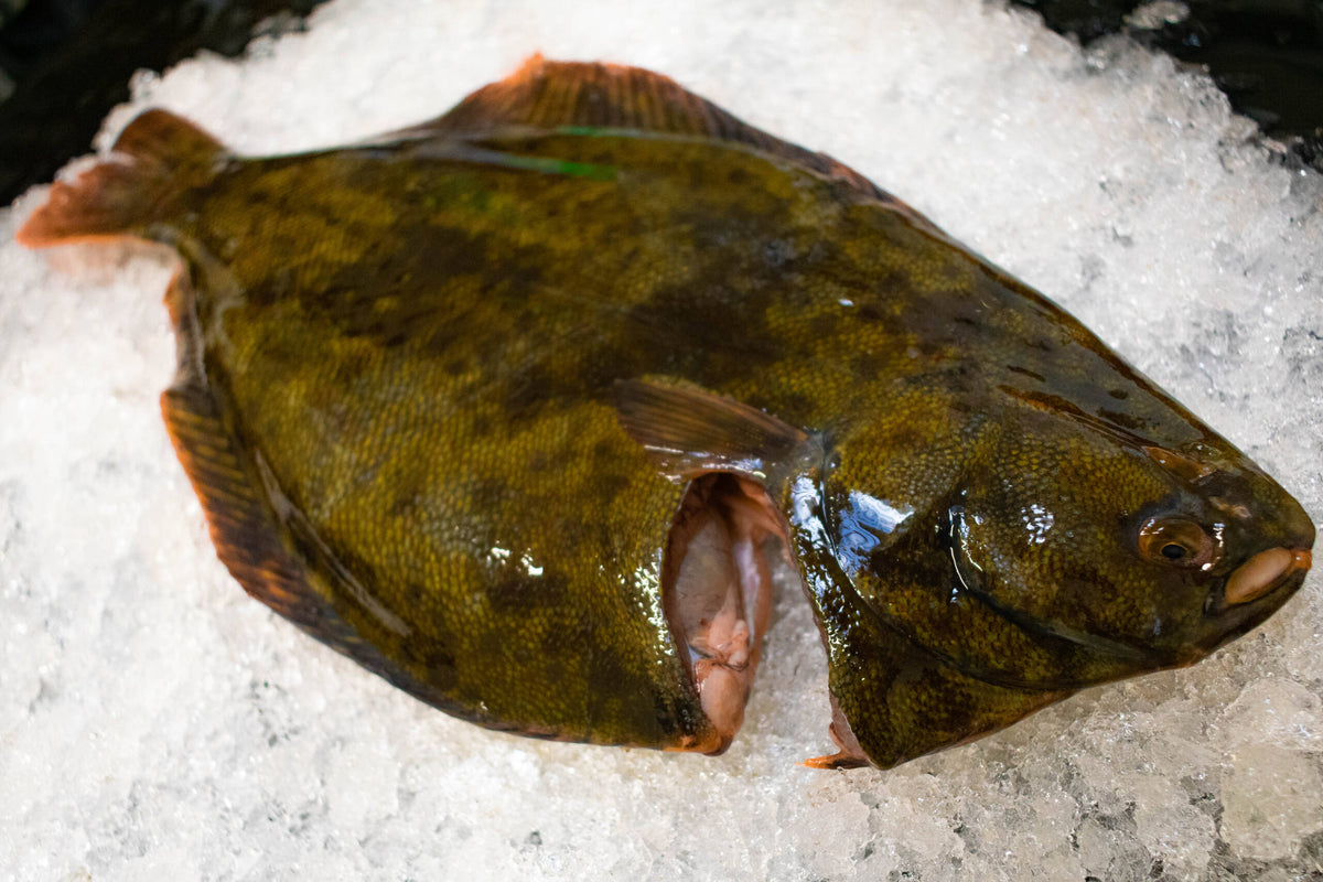 Fresh New Zealand Flounder (Large)
