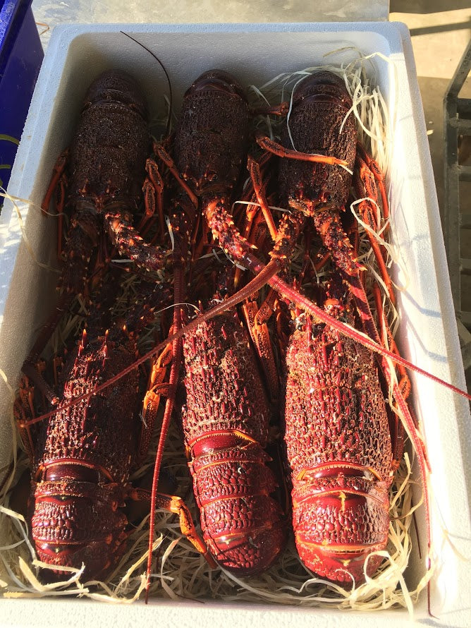 Live Southern Rock Lobster (1000g-1500g)