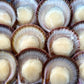 Wild Caught Half-Shell Scallop (XL) (frozen)