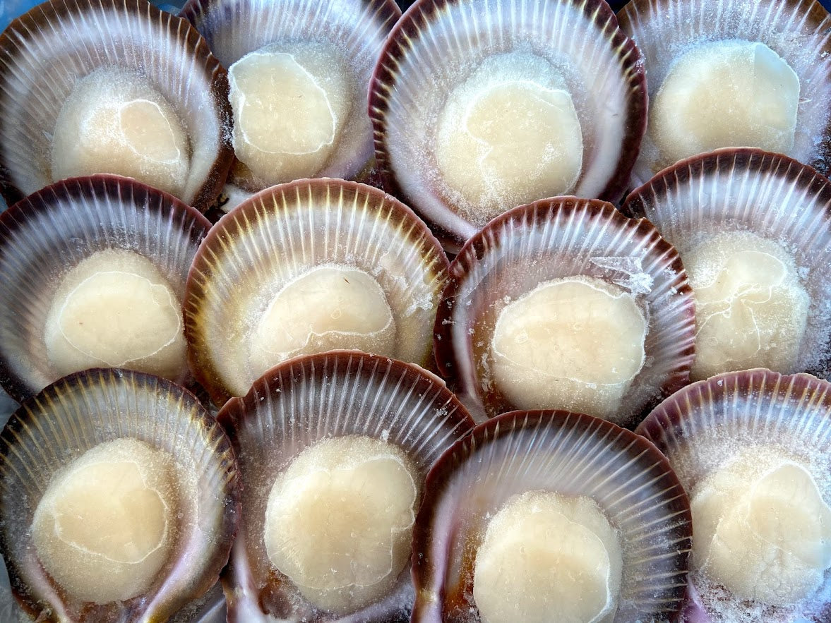 Wild Caught Half-Shell Scallop (XL) (frozen)