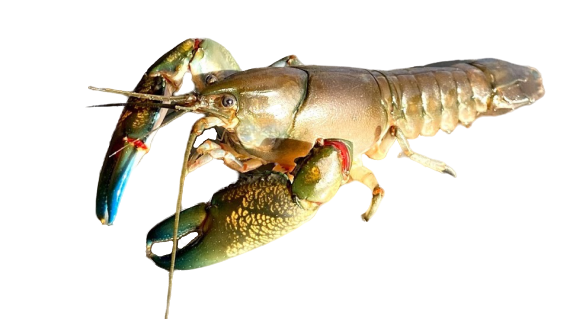 Live Wild Caught Australian Yabbies