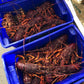 Live Southern Rock Lobster (1500g-2500g)