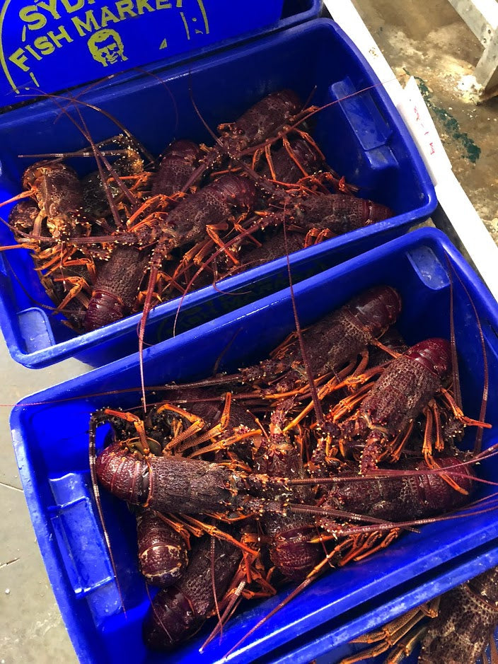 Live Southern Rock Lobster (700g-800g)【MEGA SALE】