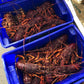 Live Southern Rock Lobster (600g-1000g)