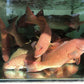 Live Great Barrier Reef Coral Trout