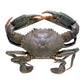 MEGA SALE - Live Male Queensland Mud Crab