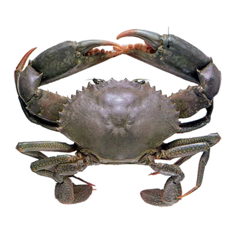 Live Darwin Mud Crab A Grade【SALE】