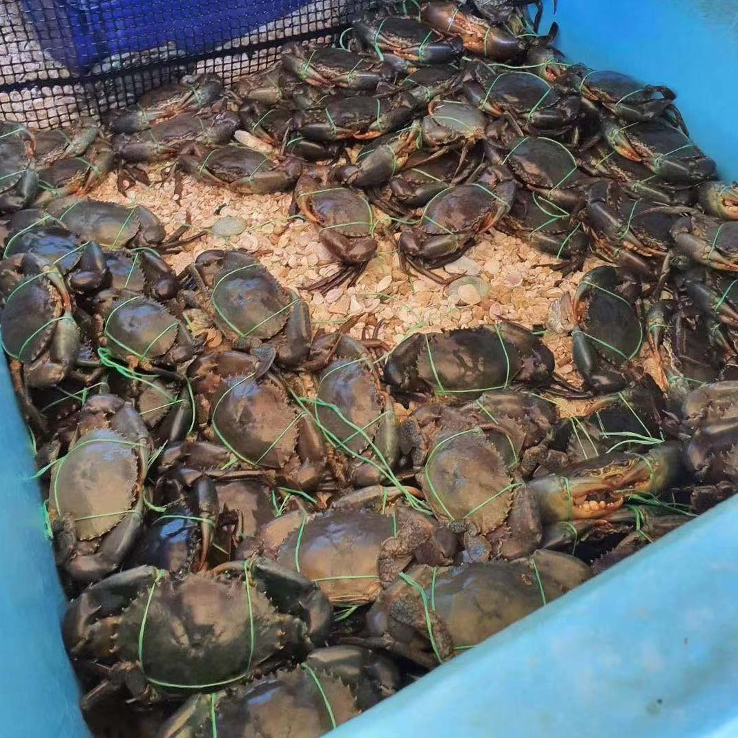 Live Darwin Mud Crab A Grade