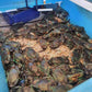 MEGA SALE - Live Male Queensland Mud Crab