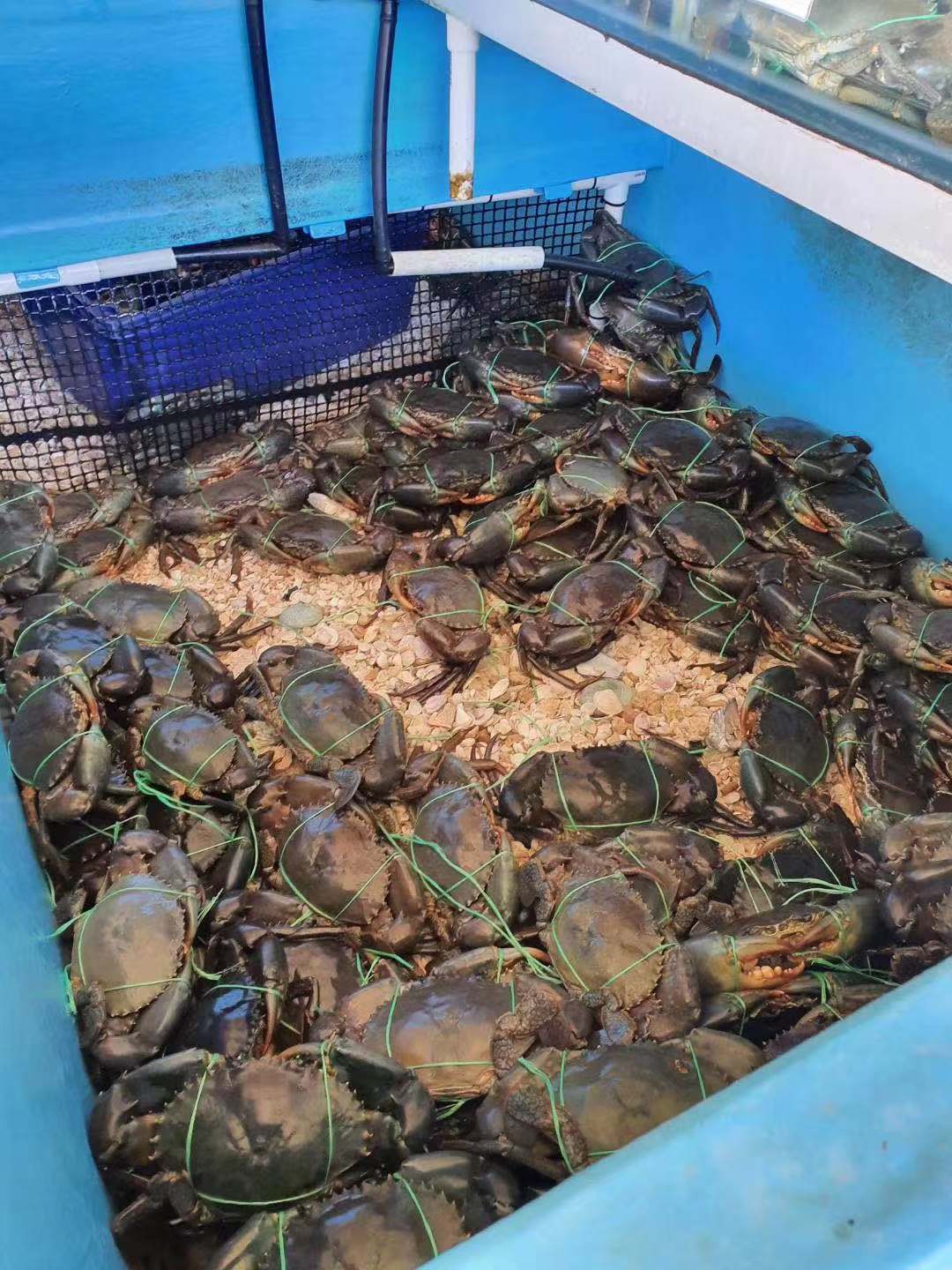 MEGA SALE - Live Male Queensland Mud Crab