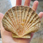 Fresh Queen Scallop (whole)