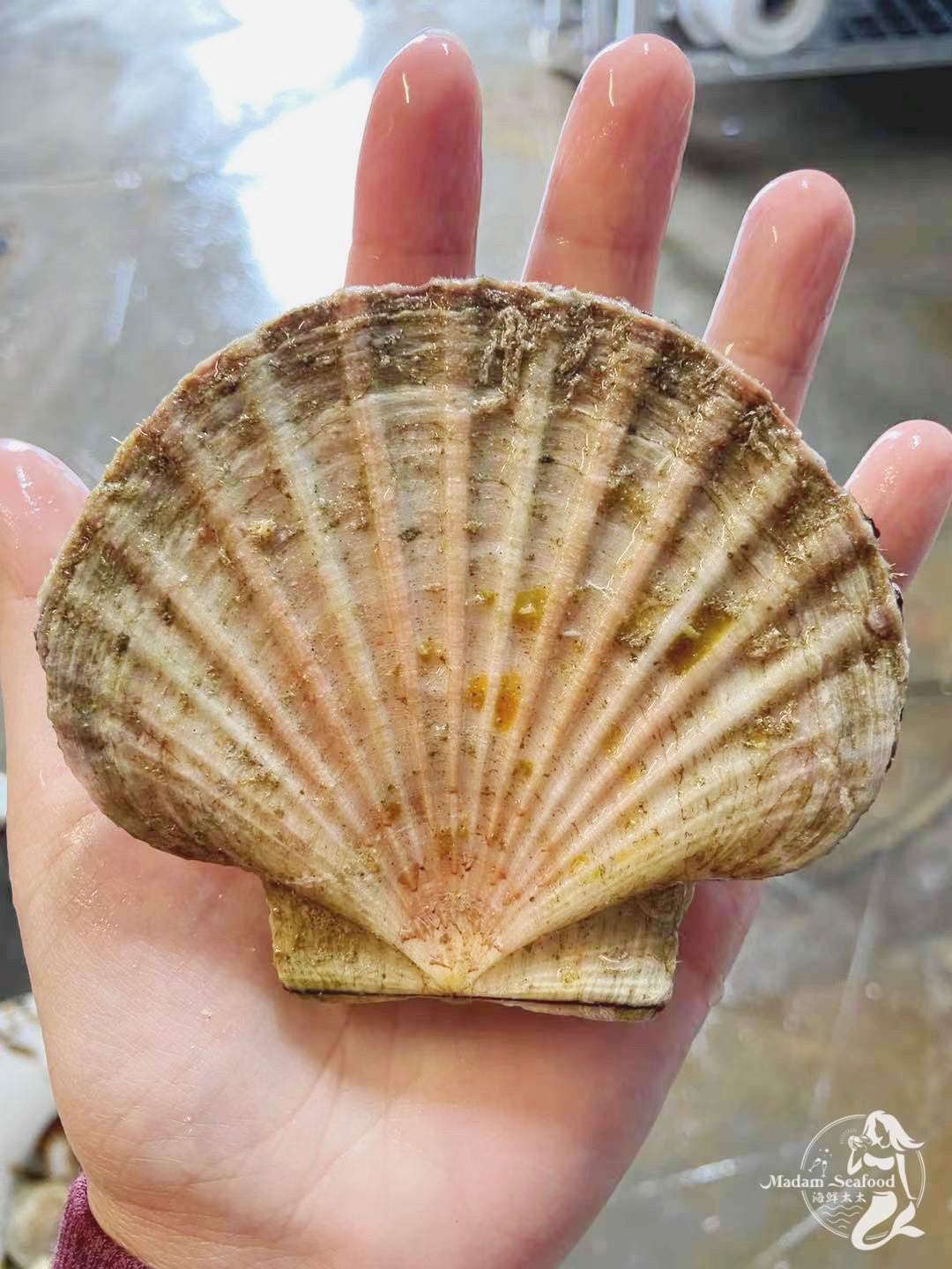 Fresh Queen Scallop (whole)