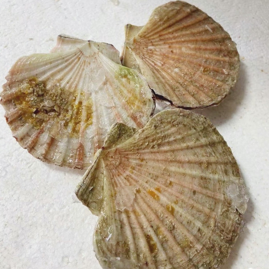 Fresh Queen Scallop (whole)