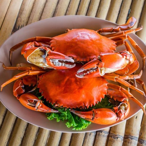 MEGA SALE - Live Male Queensland Mud Crab