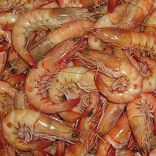 SA King Prawn (Medium 16/20) (Cooked) (frozen)
