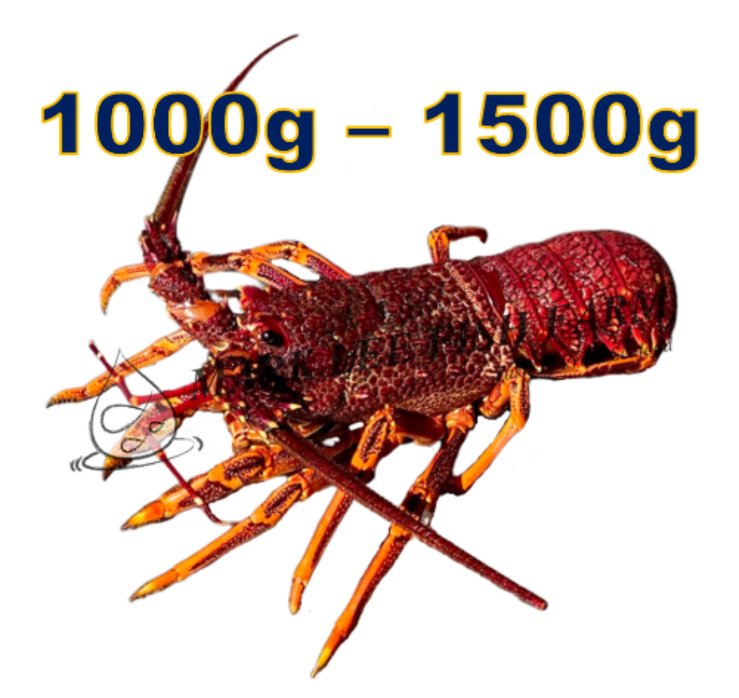 Lobster and Crayfish