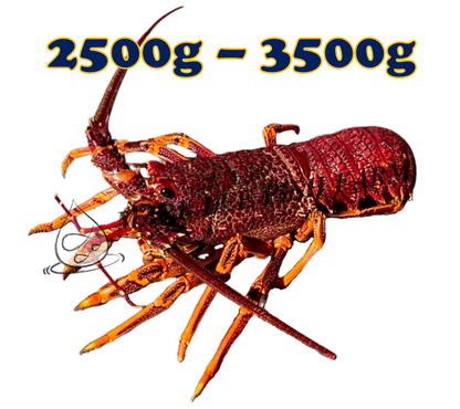 Live Southern Rock Lobster (2500g-3500g)