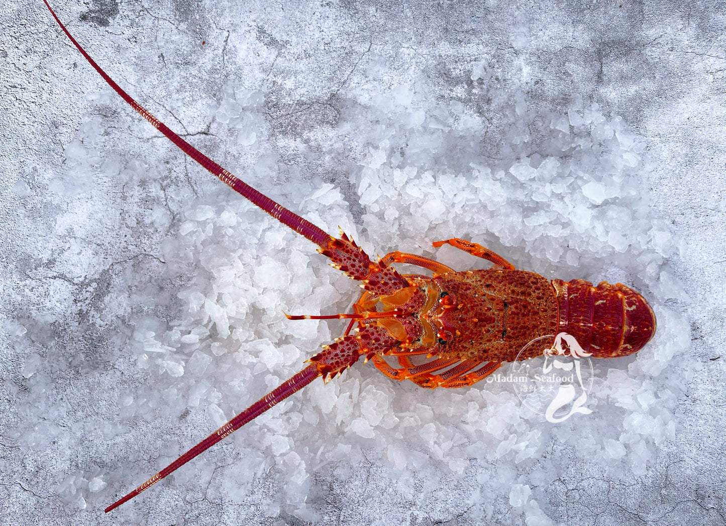 Live Southern Rock Lobster (700g-800g)【MEGA SALE】