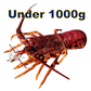 Live Southern Rock Lobster (600g-1000g)