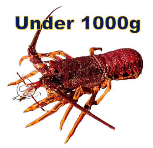 Live Southern Rock Lobster (600g-1000g)