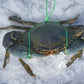 MEGA SALE - Live Male Queensland Mud Crab