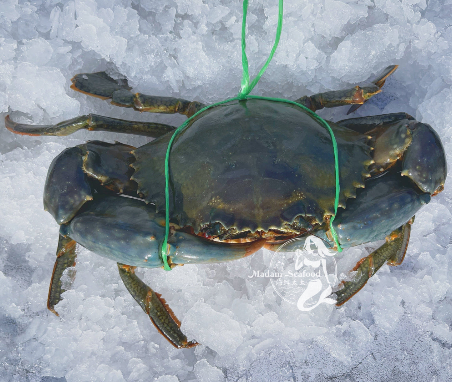 MEGA SALE - Live Male Queensland Mud Crab