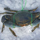 Live Darwin Mud Crab A Grade【SALE】