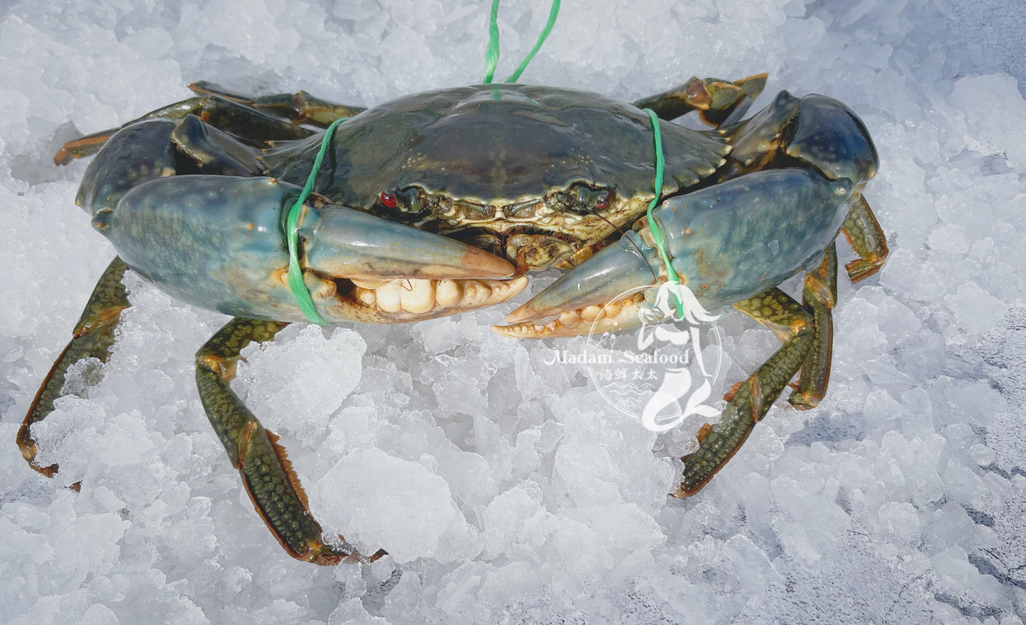 MEGA SALE - Live Male Queensland Mud Crab
