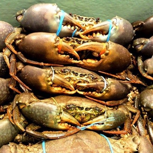 MEGA SALE - Live Male Queensland Mud Crab